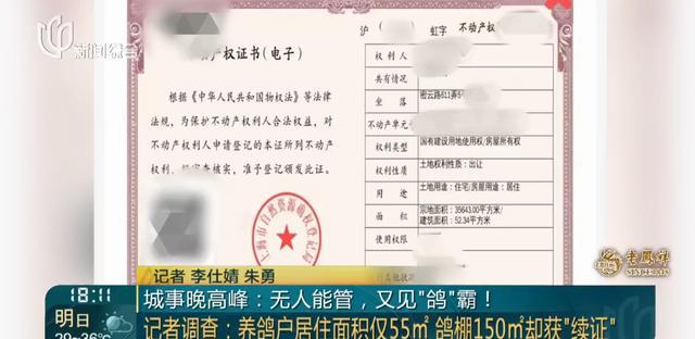 又见“鸽”霸!无人能管?沪一小区居民深受其苦14年(图9) 又见“鸽”霸!无人能管?沪一小区居民深受其苦14年(图9)